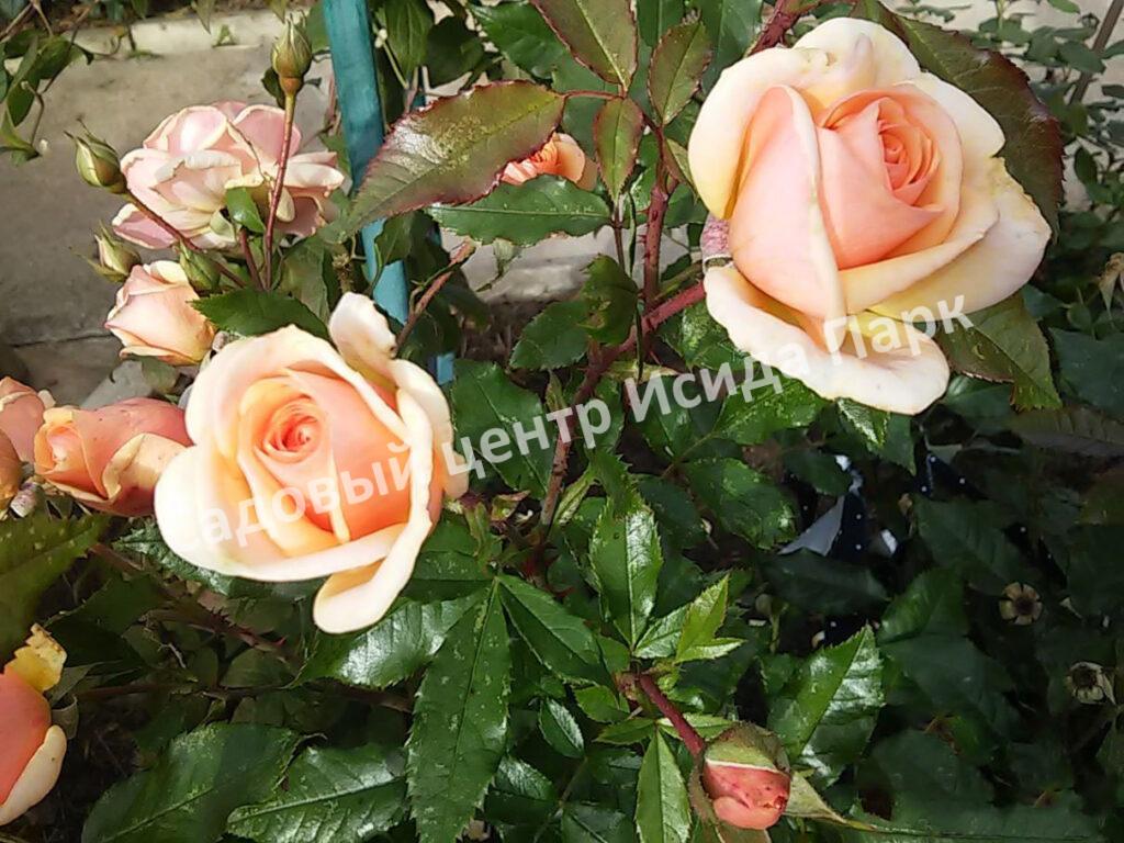 Роза Свит Хани (Sweet Honey)