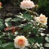 Роза Свит Хани (Sweet Honey) 7
