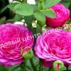 Роза Амулет 1