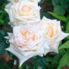 Роза Ванилла Парфюм (Vanilla Perfume) 6