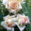 Роза Ванилла Парфюм (Vanilla Perfume) 8