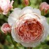 Роза Вильям Моррис (William Morris) 7