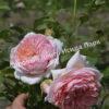 Роза Вильям Моррис (William Morris) 10