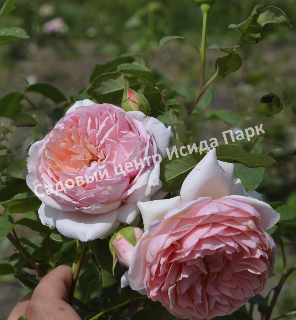 Роза Вильям Моррис (William Morris)
