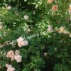 Роза Вильям Моррис (William Morris) 12