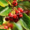 Боярышник Сливолистный (Crataegus persimilis, Crataegus prunifolia) 9