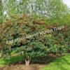 Боярышник Сливолистный (Crataegus persimilis, Crataegus prunifolia) 7