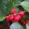 Боярышник Сливолистный (Crataegus persimilis, Crataegus prunifolia) 8
