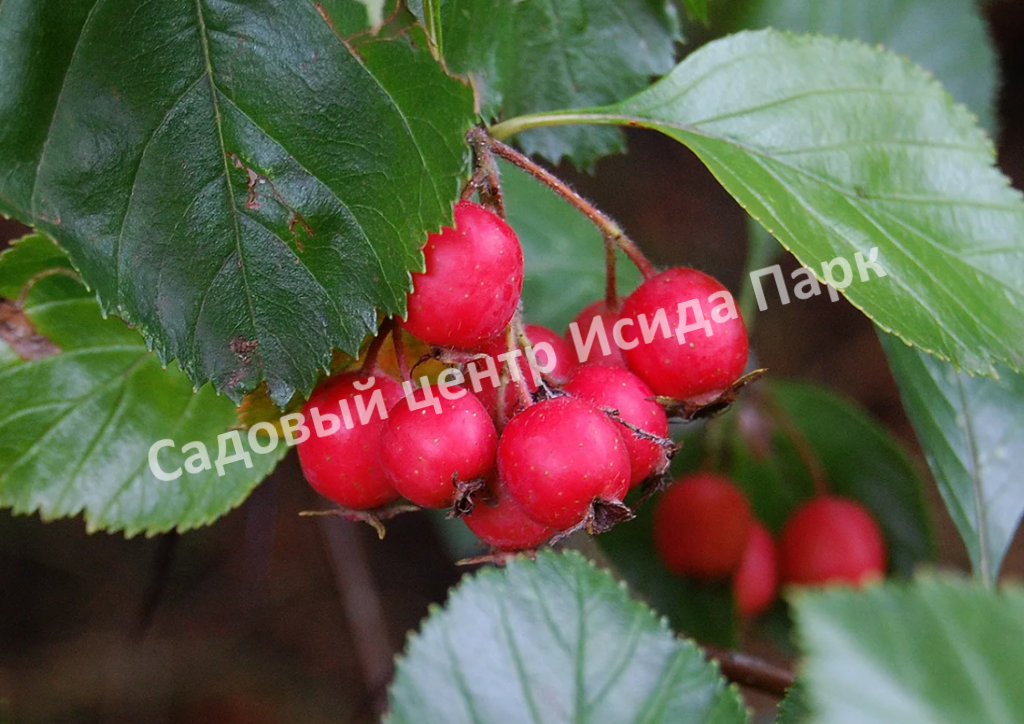 Боярышник Сливолистный (Crataegus persimilis, Crataegus prunifolia)