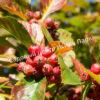 Боярышник Сливолистный (Crataegus persimilis, Crataegus prunifolia) 16