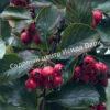 Боярышник Сливолистный (Crataegus persimilis, Crataegus prunifolia) 17
