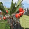 Боярышник Сливолистный (Crataegus persimilis, Crataegus prunifolia) 12