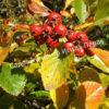 Боярышник Сливолистный (Crataegus persimilis, Crataegus prunifolia) 13