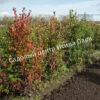 Боярышник Сливолистный (Crataegus persimilis, Crataegus prunifolia) 14