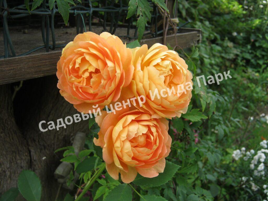 Роза Леди оф Шалот (Lady of Shalott)