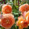Роза Леди оф Шалот (Lady of Shalott) 32