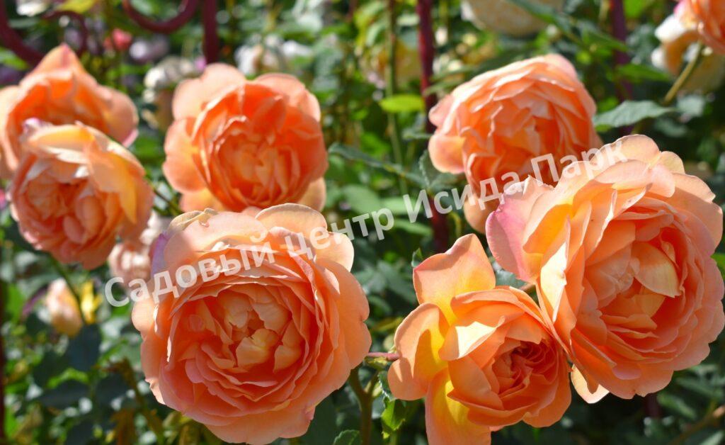 Роза Леди оф Шалот (Lady of Shalott)