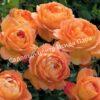 Роза Леди оф Шалот (Lady of Shalott) 25