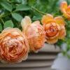 Роза Леди оф Шалот (Lady of Shalott) 27