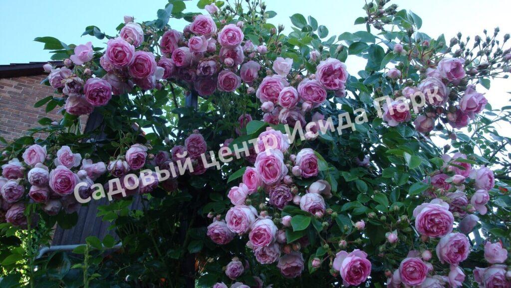 Роза Жасмина (Jasmina)