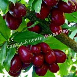 Кизил Лукьяновский