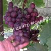 Виноград плодовый Сенатор 2