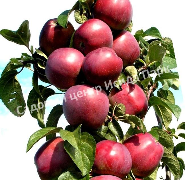 Саженцы колоновидных яблонь купить в Москве и Подмосковье по цене от 500рублей\ufeff