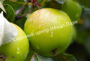 Яблоня Мартовское