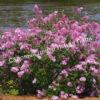 Сирень Блумеранг Пинк Парфюм (Pink Perfume) 6