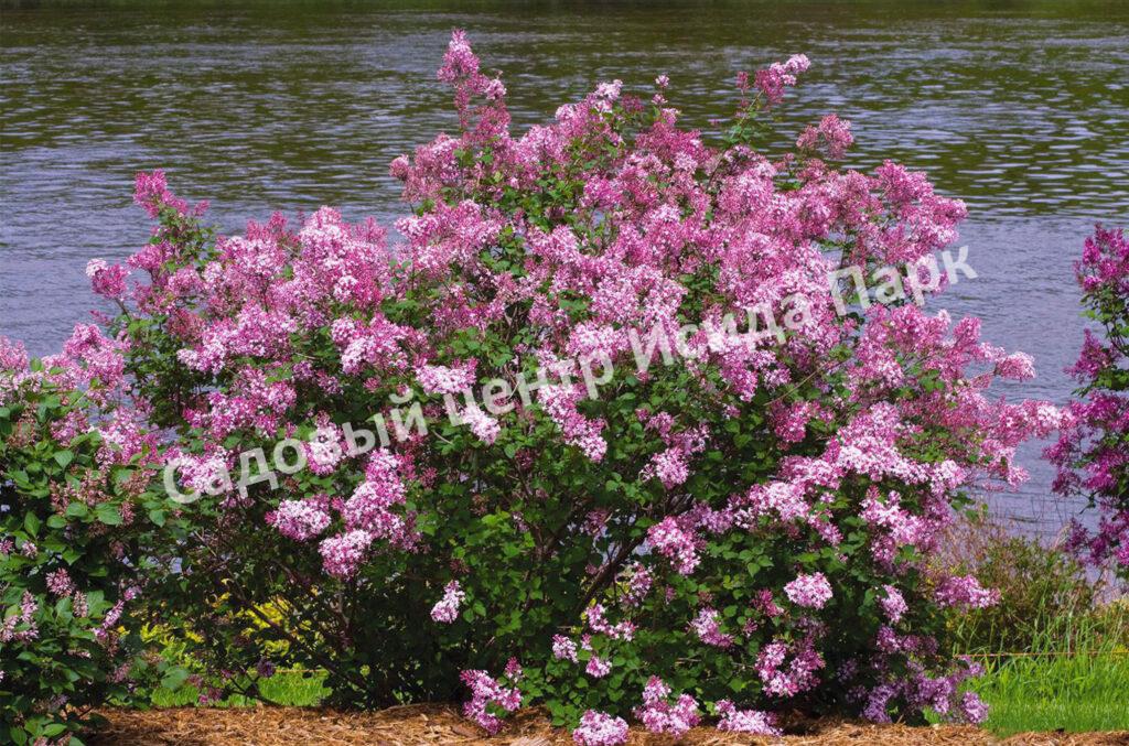 Сирень Блумеранг Пинк Парфюм (Pink Perfume)