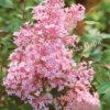 Сирень Блумеранг Пинк Парфюм (Pink Perfume) 4