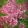 Сирень Блумеранг Пинк Парфюм (Pink Perfume) 5