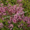 Сирень Блумеранг Пинк Парфюм (Pink Perfume) 7