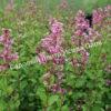 Сирень Блумеранг Пинк Парфюм (Pink Perfume) 8