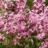 Сирень Блумеранг Пинк Парфюм (Pink Perfume) 9