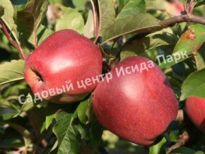 Яблоня Глостер