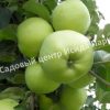 Яблоня Антоновка 3