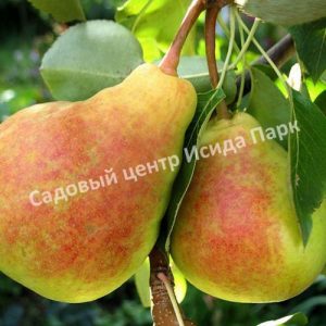 Груша Лада