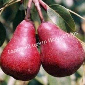 Груша обыкновенная Красная Фаворитка