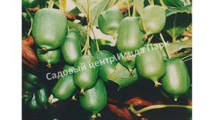 Актинидия коломикта Королева сада