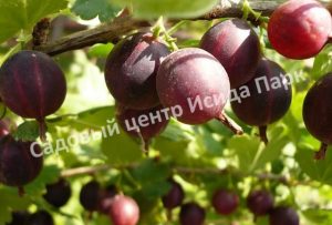 Крыжовник Арлекин