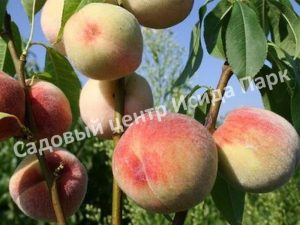 Персик Донецкий белый