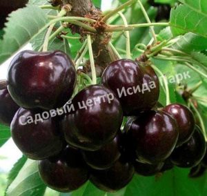 Черевишня (дюк) Черный принц
