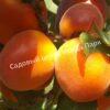 Абрикос обыкновенный Эрли Ред Оранж (Early Red Orange) 2