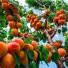 Абрикос обыкновенный Эрли Ред Оранж (Early Red Orange) 5