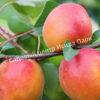 Абрикос обыкновенный Эрли Ред Оранж (Early Red Orange) 3