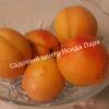 Абрикос обыкновенный Эрли Ред Оранж (Early Red Orange) 6