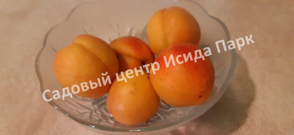 Абрикос обыкновенный Эрли Ред Оранж (Early Red Orange)