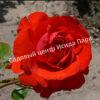 Роза парковая Флуоресцент (Fluorescent) 5
