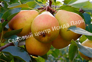 Груша Елена